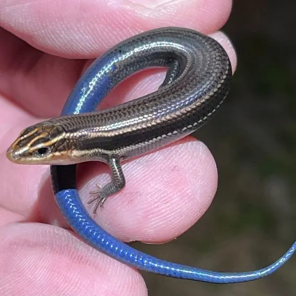 Four-lined Skink (Plestiodon tetragrammus) in someone's hands near McCook, Texas, USA