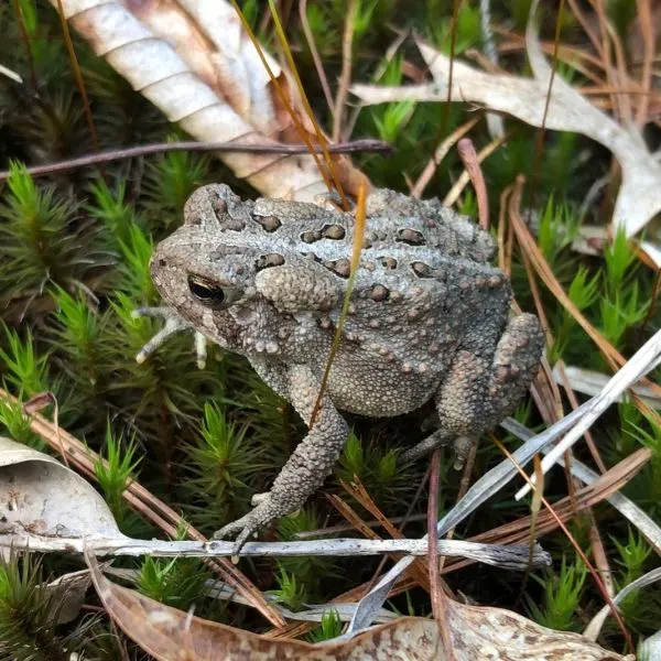 Fowler's Toad (Anaxyrus fowleri) in greens and dried leaves at Steep Rock Preserve, Washington Depot, Connecticut, USA