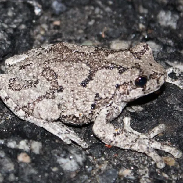 Gray Treefrog (Dryophytes versicolor) on cobblestone at Cobble Park, Salisbury, Connecticut, USA