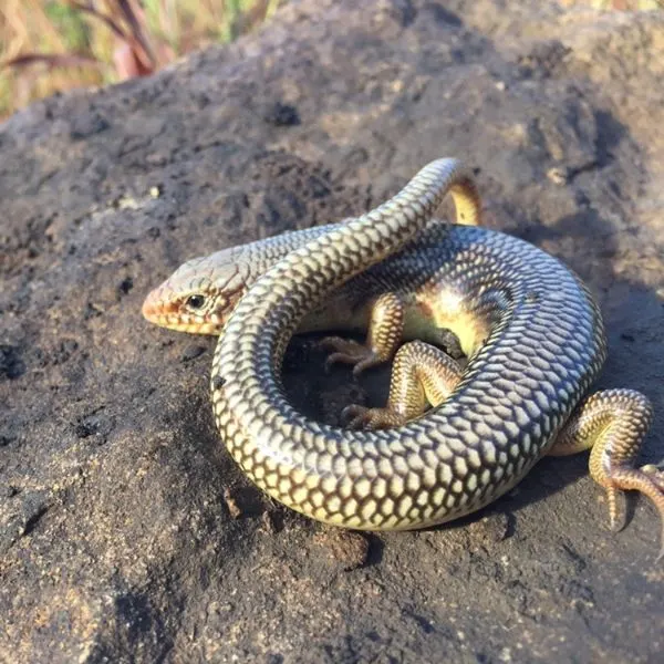 Great Plains Skink (Plestiodon obsoletus) on a rock in a grassy area in Piedmont, Kansas, USA