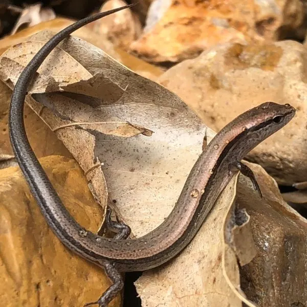 Ground Skink (Scincella lateralis) on leaf litter near Missouri River, Jefferson City, Missouri, USA