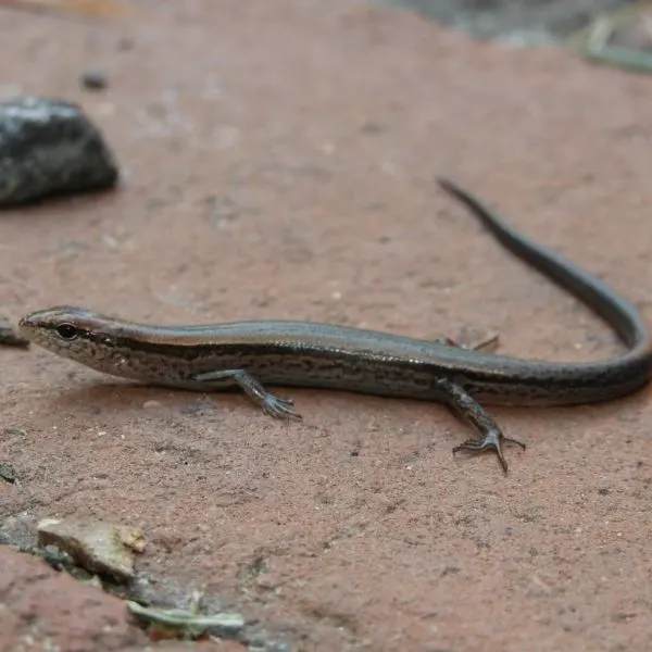 Little Brown Skink (Scincella lateralis) on a red rock near St. John's Pond in St Marys City, Maryland, USA