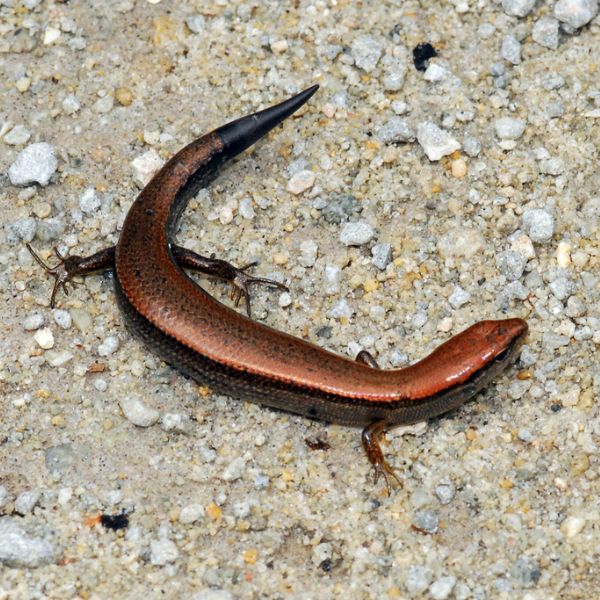 Little Brown Skink (Scincella lateralis) on dry dirt and rocks near Great Leak at Croatan National Forest, Craven County, North Carolina, USA