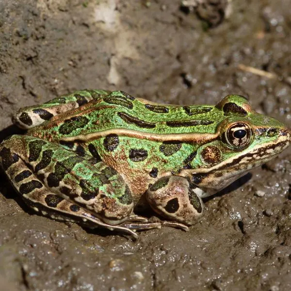Northern Leopard Frog (Lithobates pipiens) in mud at Hay Creek, Minnesota, USA