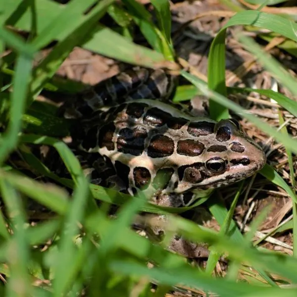 Pickerel Frog (Lithobates palustris) in the grass by Tankerhoosen River at Tankerhoosen, Vernon, Connecticut, USA