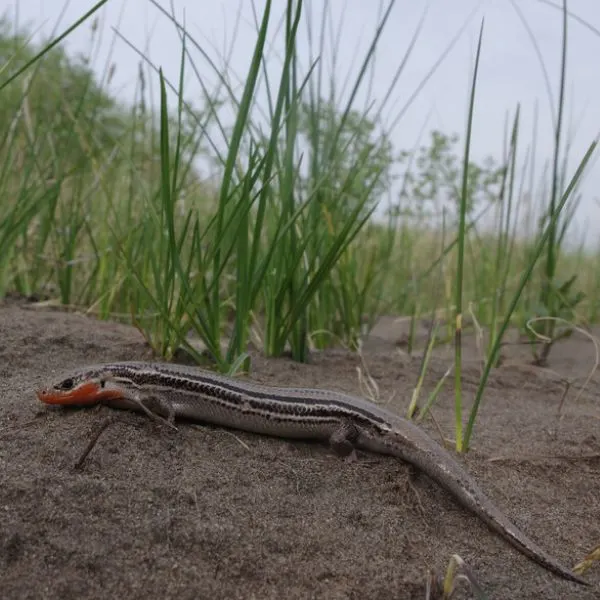 Prairie Skink (Plestiodon septentrionalis) laying on grassy sand in Division No. 7, Manitoba, Canada