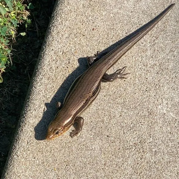 Prairie Skink (Plestiodon septentrionalis) on a sidewalk by Allen Public Library, Allen, Texas, USA