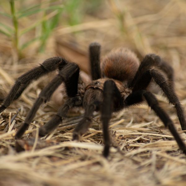 Texas Brown Tarantula (Aphonopelma hentzi) in dry grass near French Lake at Wichita Mountains Wildlife Refuge, Comanche County, Oklahoma, USA