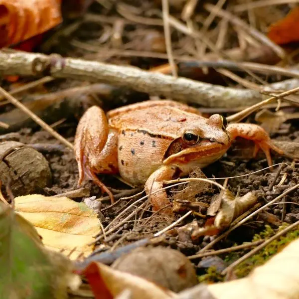 Wood Frog (Lithobates sylvaticus) in forest litter and dirt at Enders State Forest, West Granby, Connecticut, USA