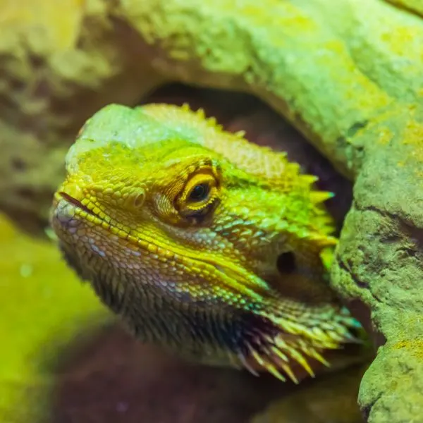 Bearded dragon in its little rock hide staring