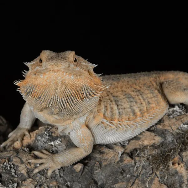 Bearded dragon peering through enclosure on a rock