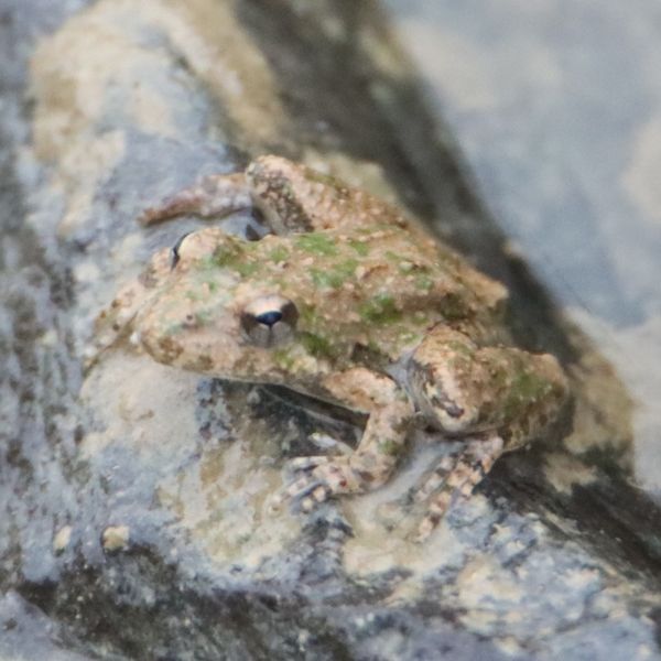 Blanchard's Cricket Frog (Acris crepitans blanchardi) on a wet rock in Garland County, Arkansas, USA