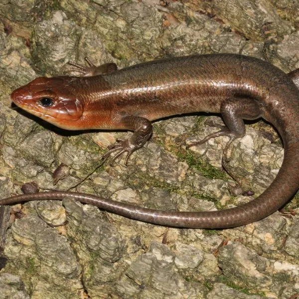 Broad-headed Skink (Plestiodon laticeps) curled up on a rock in Floyd County, Indiana, USA
