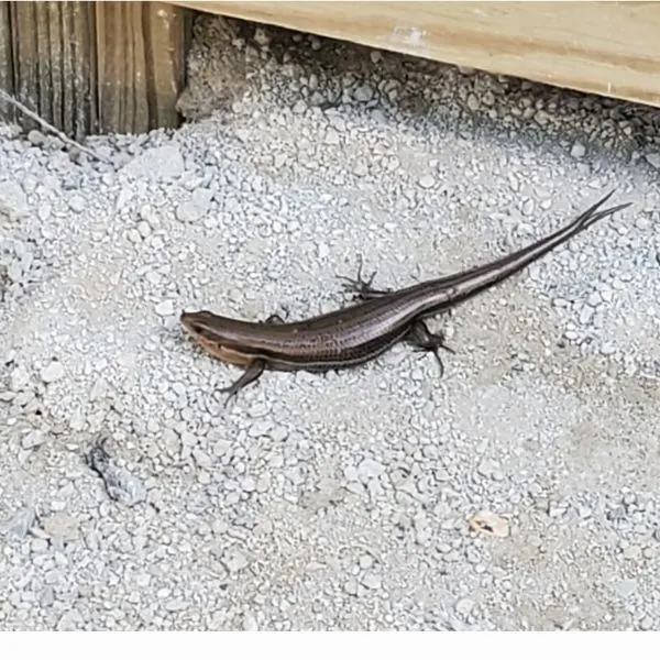 Broad-headed Skink (Plestiodon laticeps) in rubble in Miami County, Kansas, USA
