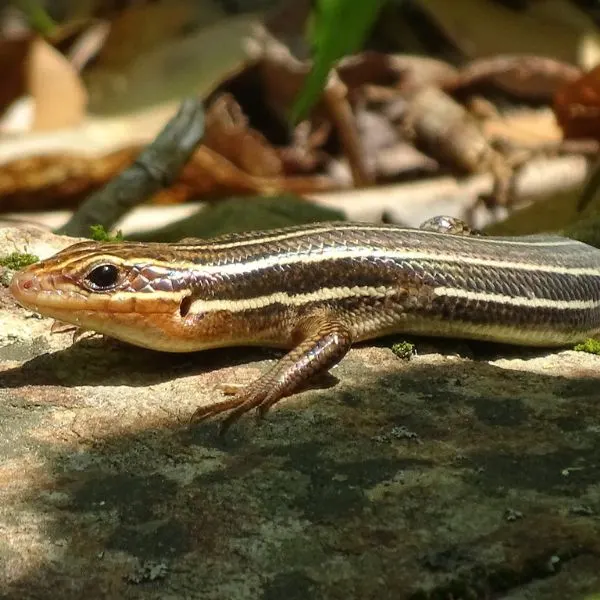 Broad-headed Skink (Plestiodon laticeps) on a rock in the sun near Auburn City Lake, Alabama, USA