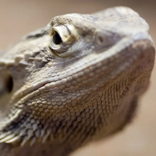 Close up of a staring bearded dragon