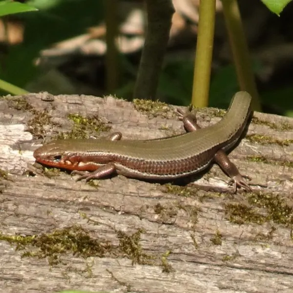 Coal Skink (Plestiodon anthracinus) on a log in Douglas County, Kansas, USA