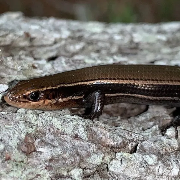 Coal Skink (Plestiodon anthracinus) on light bark in Roanoke County, Virginia, USA
