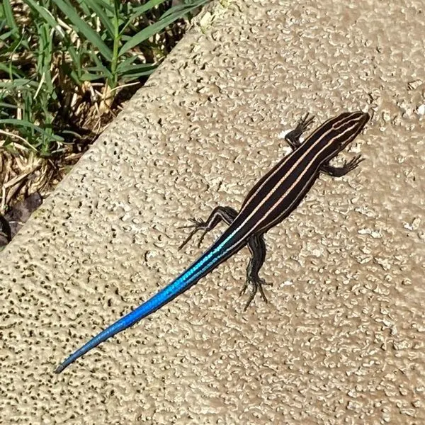 Common Five-lined Skink (Plestiodon fasciatus) on a sidewalk in Nauvoo, Alabama, USA