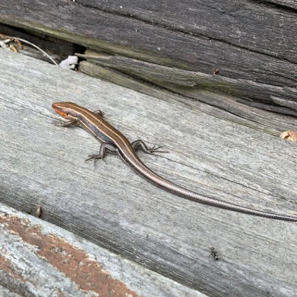 Common Five-lined Skink (Plestiodon fasciatus) on wooden planks in Douglas County, Kansas, USA