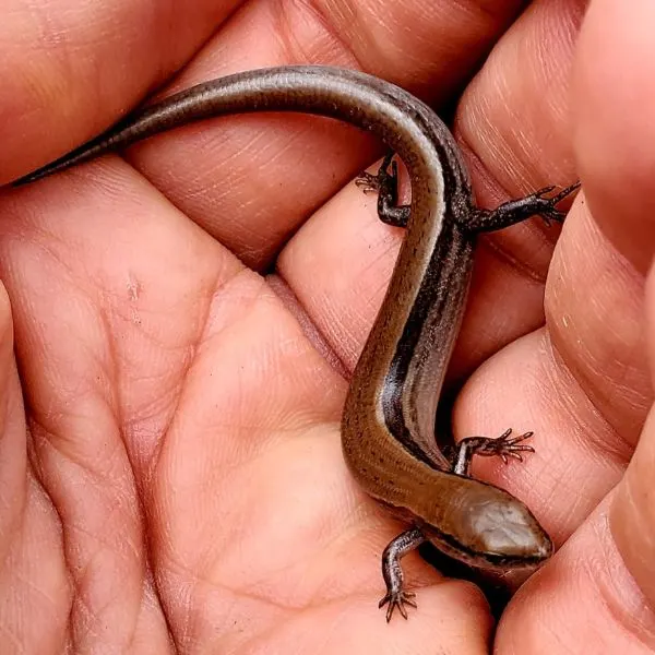 Ground Skink (Scincella lateralis) in someone's hands at Schermerhorn Park, Garden, Kansas, USA