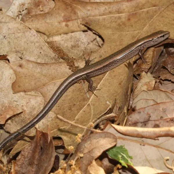 Ground Skink (Scincella lateralis) on dry leaves in Crawford County, Indiana, USA