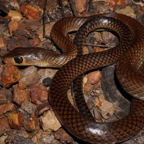 Indo-Chinese Rat Snake (Ptyas Korros) in red and gray rocks at Khlonh Phanom National Park, Surat Thani, Thailand