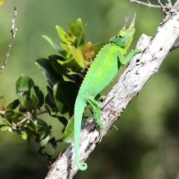 Jackson's Chameleon (Trioceros jacksonii) on a branch 'Ewa Forest Reserve Kalauao Sector, Hawaii, USA