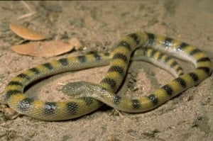 Keel-bellied Water Snake (Bitia hydroides) in arid sand