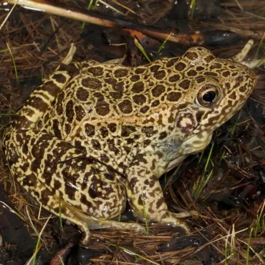 Frogs In Arkansas (29 Different Species)