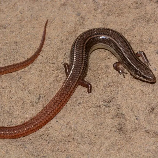 Northern Mole Skink (Plestiodon egregius ssp. similis) on sandy ground in Baldwin County, Alabama, USA