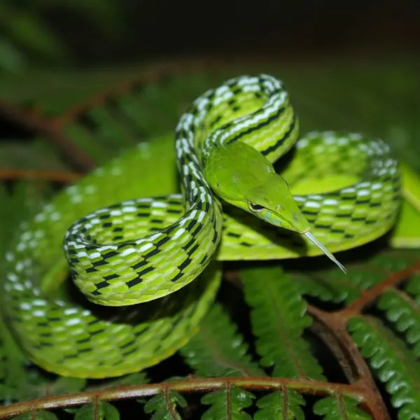 Oriental Whipsnake (Ahaetulla prasina) on some branches with leaves in Tak, Thailand