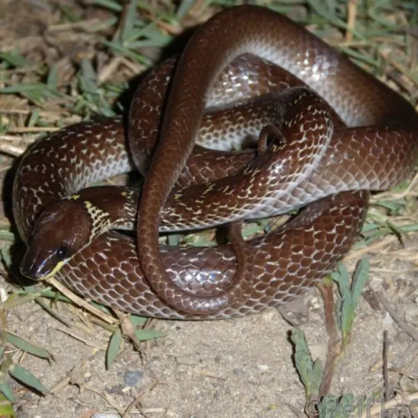 Oriental Wolf Snake (Lycodon capucinus) curled up on dirt and grass in Samut Prakan, Thailand