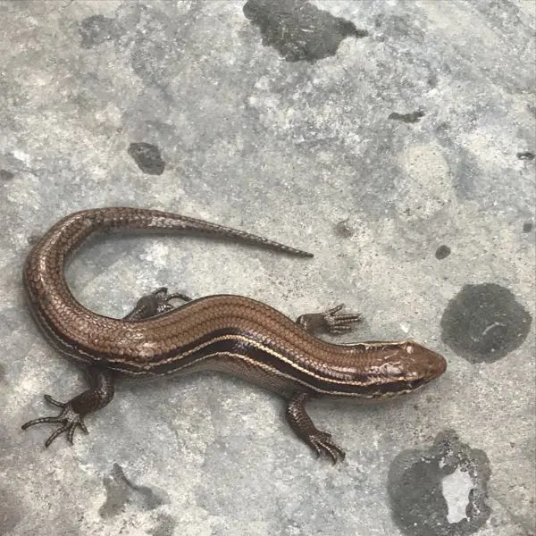 Prairie Skink (Plestiodon septentrionalis) on concrete in Riley County, Kansas, USA