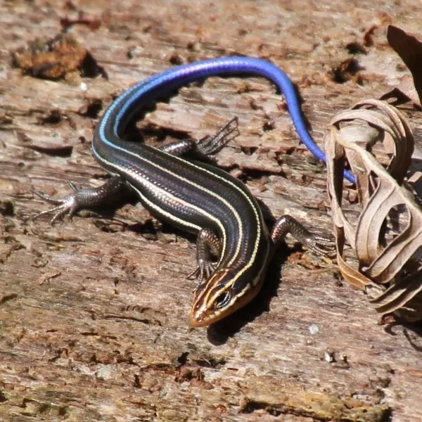 Southeastern Five-lined Skink (Plestiodon inexpectatus) on wood in Mobile County, Alabama, USA