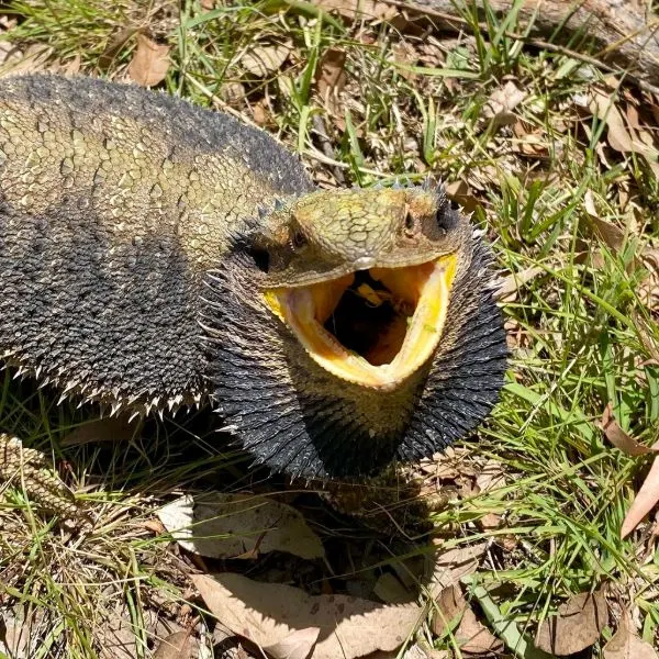 Stressed Bearded Dragon showing off it's black beard in aggression