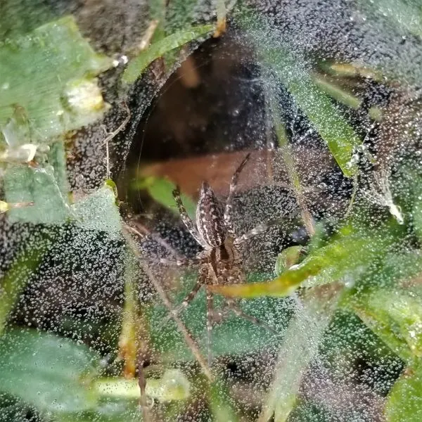 A Grass Spider (Agelenopsis spp.) in its dewey web in the grass in Howell County, Missouri, USA