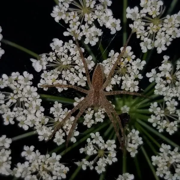 American Nursery Web Spider (Pisaurina mira) on white flowers in Howell County, Missouri, USA