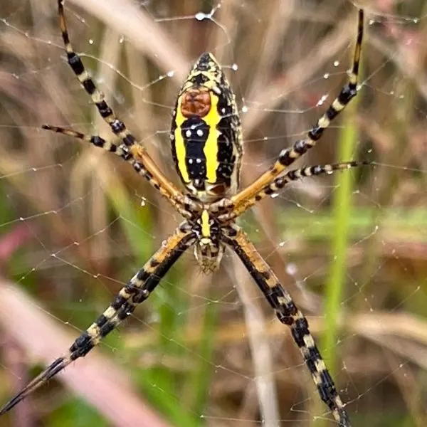 Banded Garden Spider (Argiope trifasciata) in a web in grass in Villa Ridge, Missouri, USA