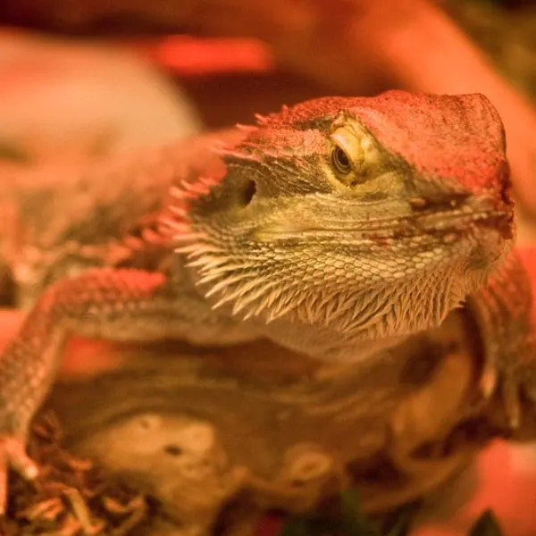 Bearded Dragon basking under its lamp
