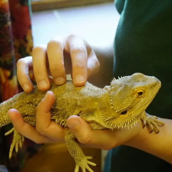 Bearded Dragon being petted by owner