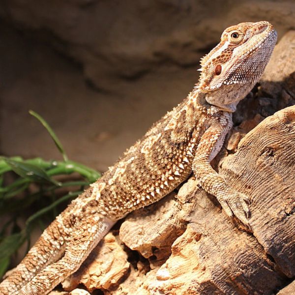 Bearded Dragon climbing a piece of bark in its enclosure