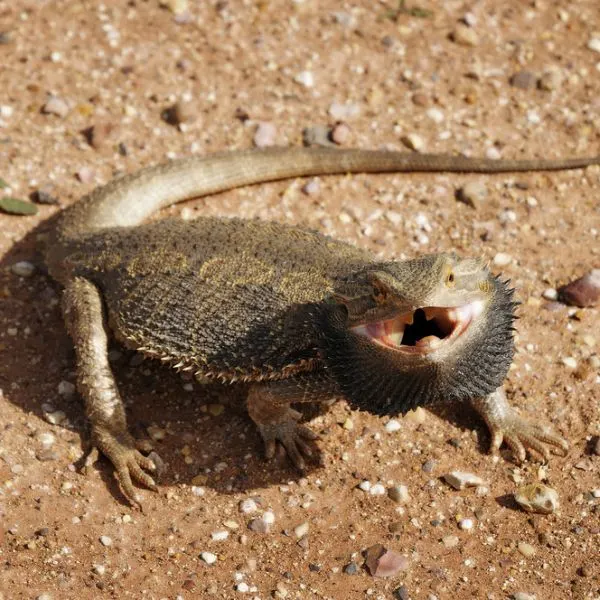 Bearded dragon aggressive in an Australian desert