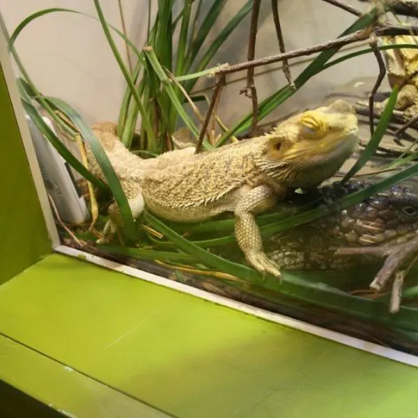 Bearded dragon closing its eyes laying on top of a skink