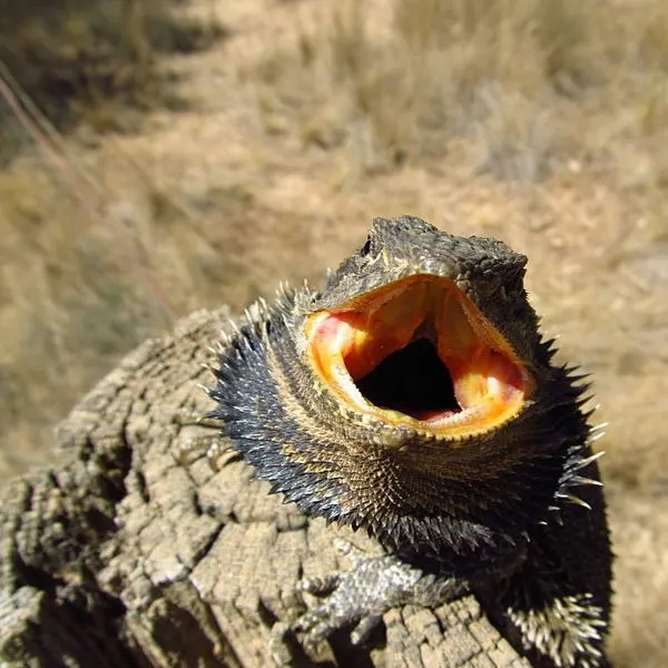 Bearded dragon on a treetrunk stump showing its beard