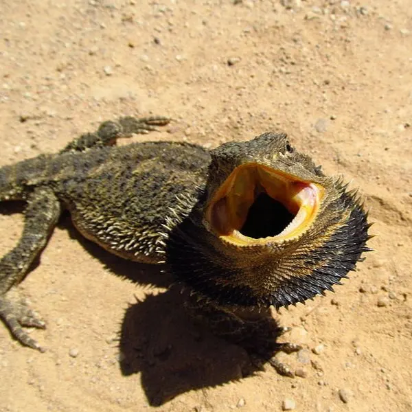 Bearded dragon on sand showing its black beard in its aggressive stance