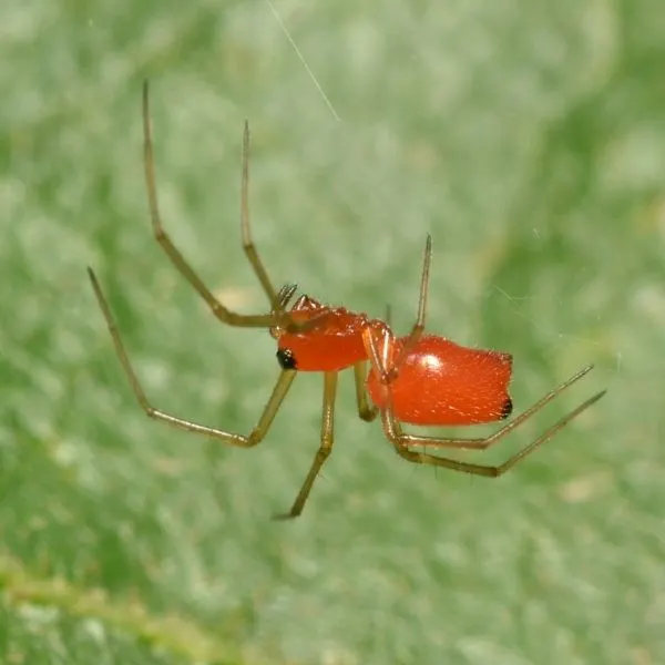 Black-tailed Red Sheetweaver (Florinda coccinea) in a web on a leaf in Washington County, Missouri, USA