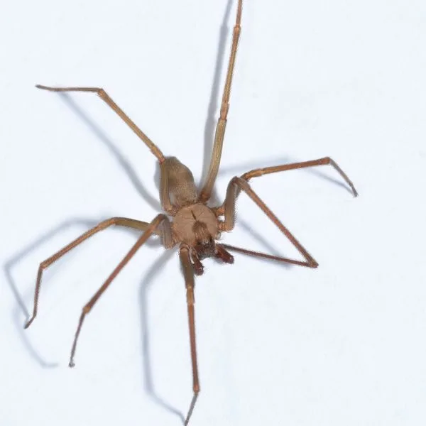 Brown Recluse (Loxosceles reclusa) on a white background in St. Louis City County, Missouri, USA