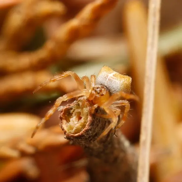 Cat-faced Orbweaver (Araneus gemmoides) on a stick on Buse Lake, British Columbia, Canada