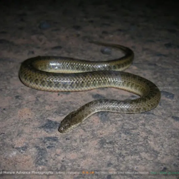 Chanard's Mud Snake (Enhydris chanardi) on concrete at night.